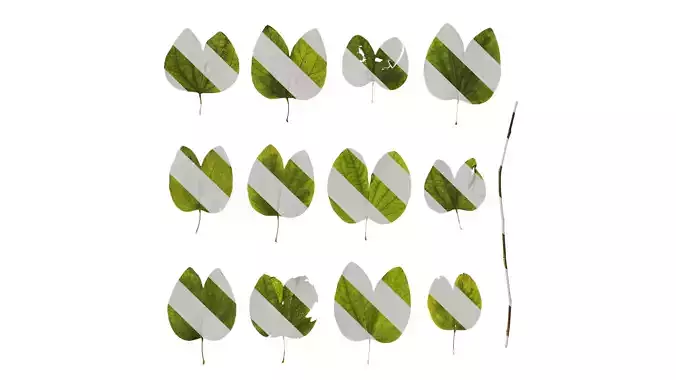 Anydrafts Bauhinia variegata Leaf 07