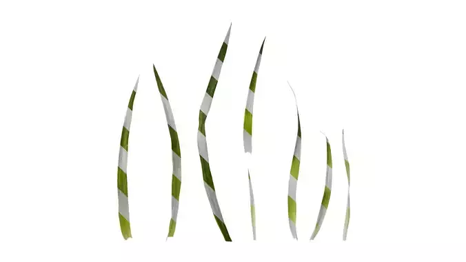 Anydrafts Beaucarnea recurvata Leaf 01