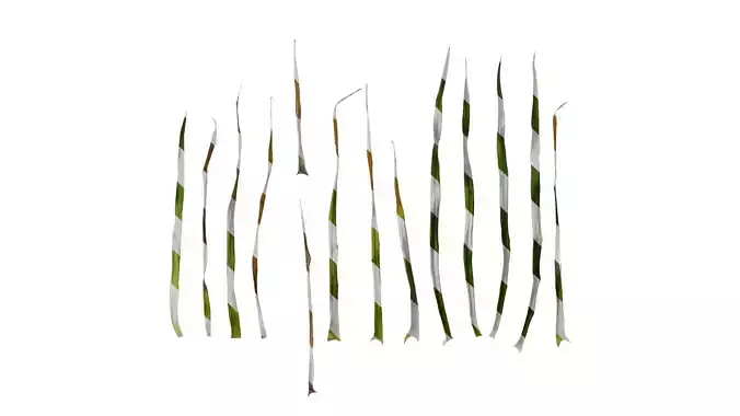 Anydrafts Beaucarnea recurvata Leaf 02