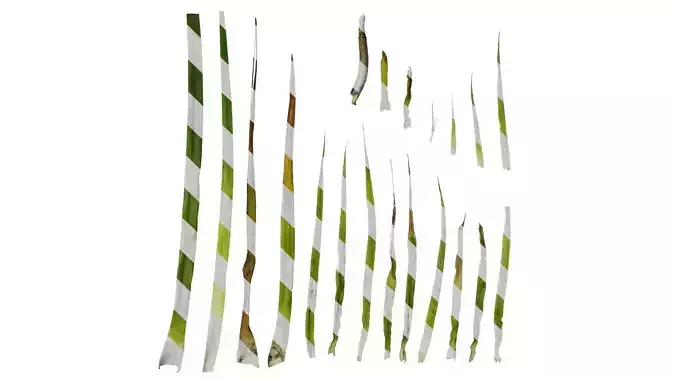 Anydrafts Beaucarnea recurvata Leaf 03