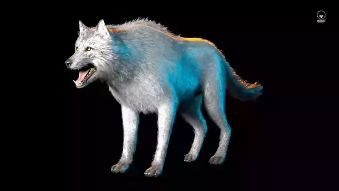 Realistic Wolf Low-poly 3D model
