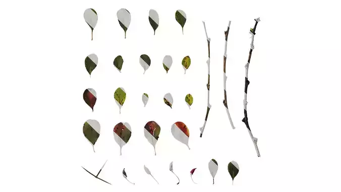 Anydrafts Berberis thunbergii Leaf 02 Texture