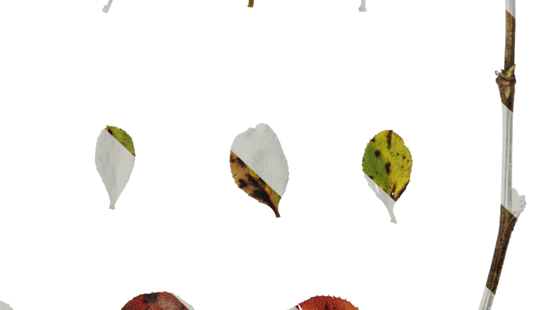 Anydrafts Berberis thunbergii Leaf 02 Texture_7