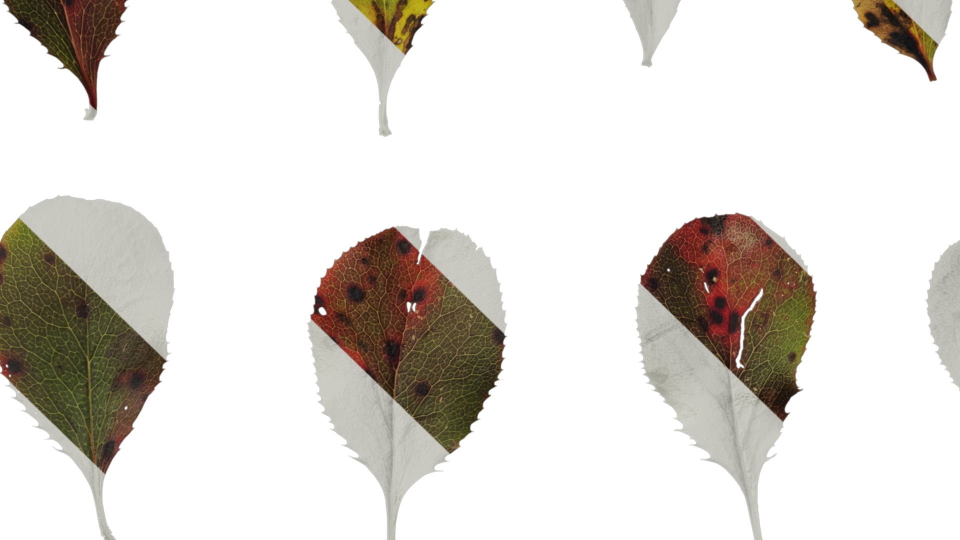 Anydrafts Berberis thunbergii Leaf 02 Texture_5