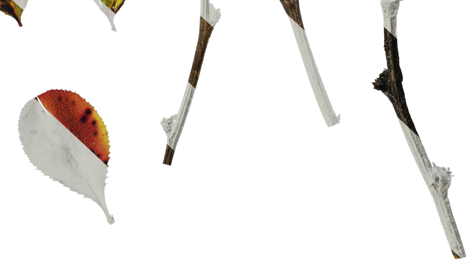 Anydrafts Berberis thunbergii Leaf 02 Texture_6