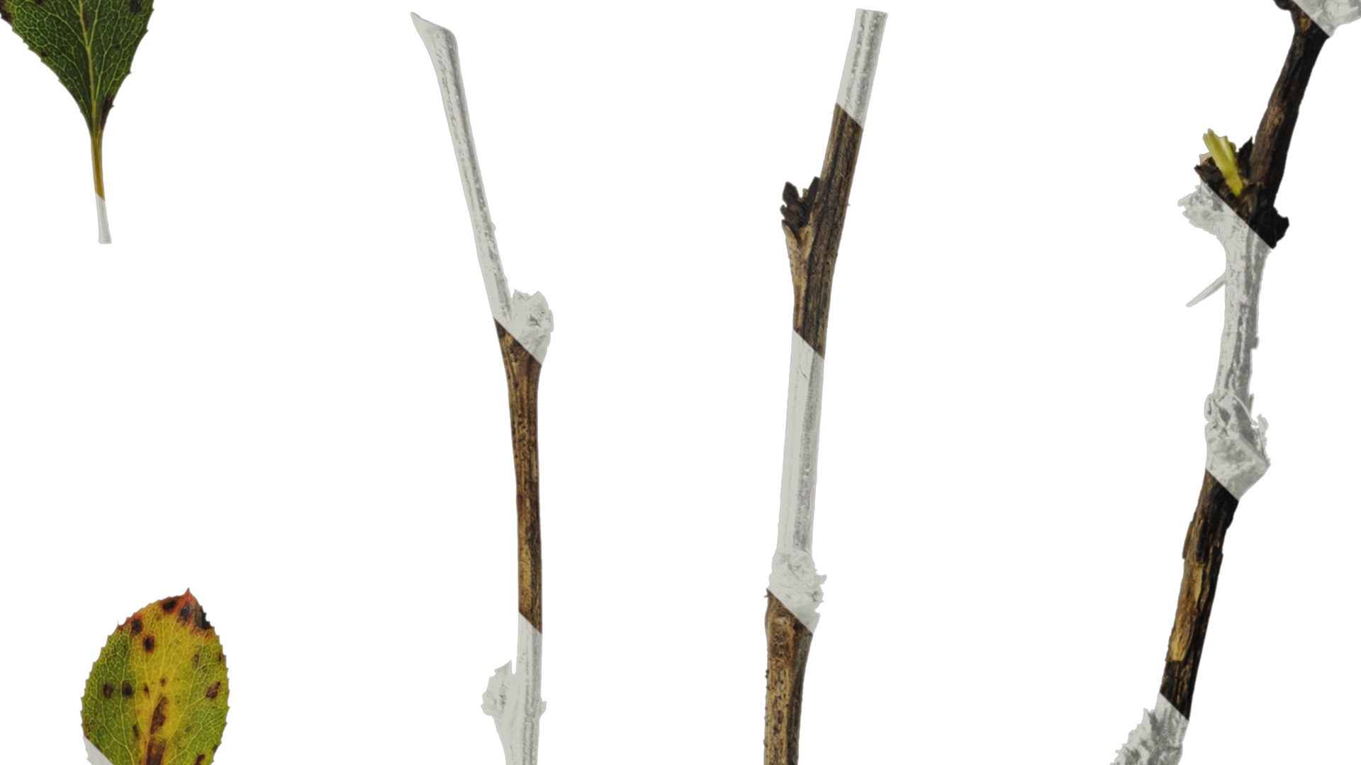 Anydrafts Berberis thunbergii Leaf 02 Texture_2