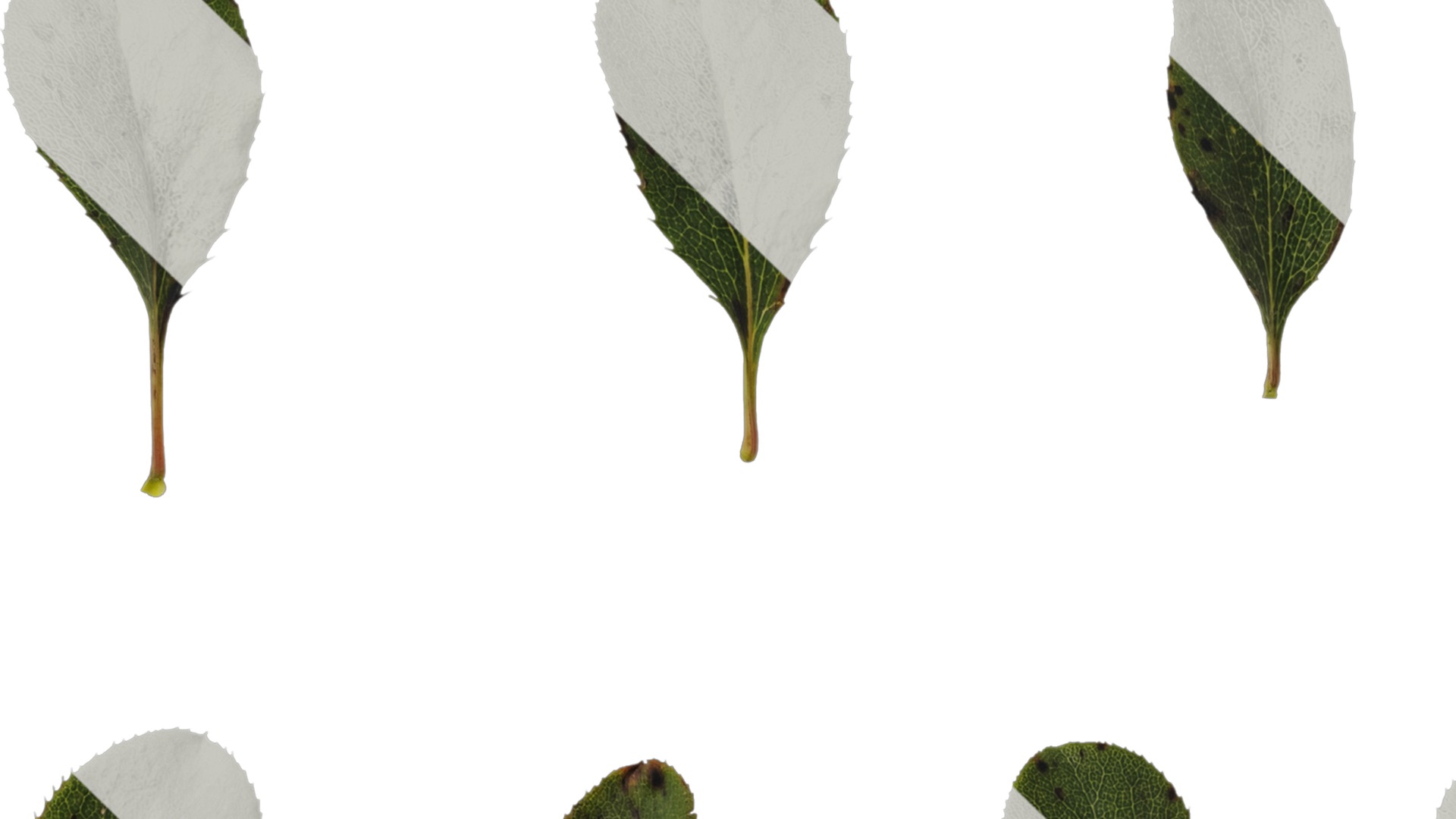 Anydrafts Berberis thunbergii Leaf 02 Texture_1