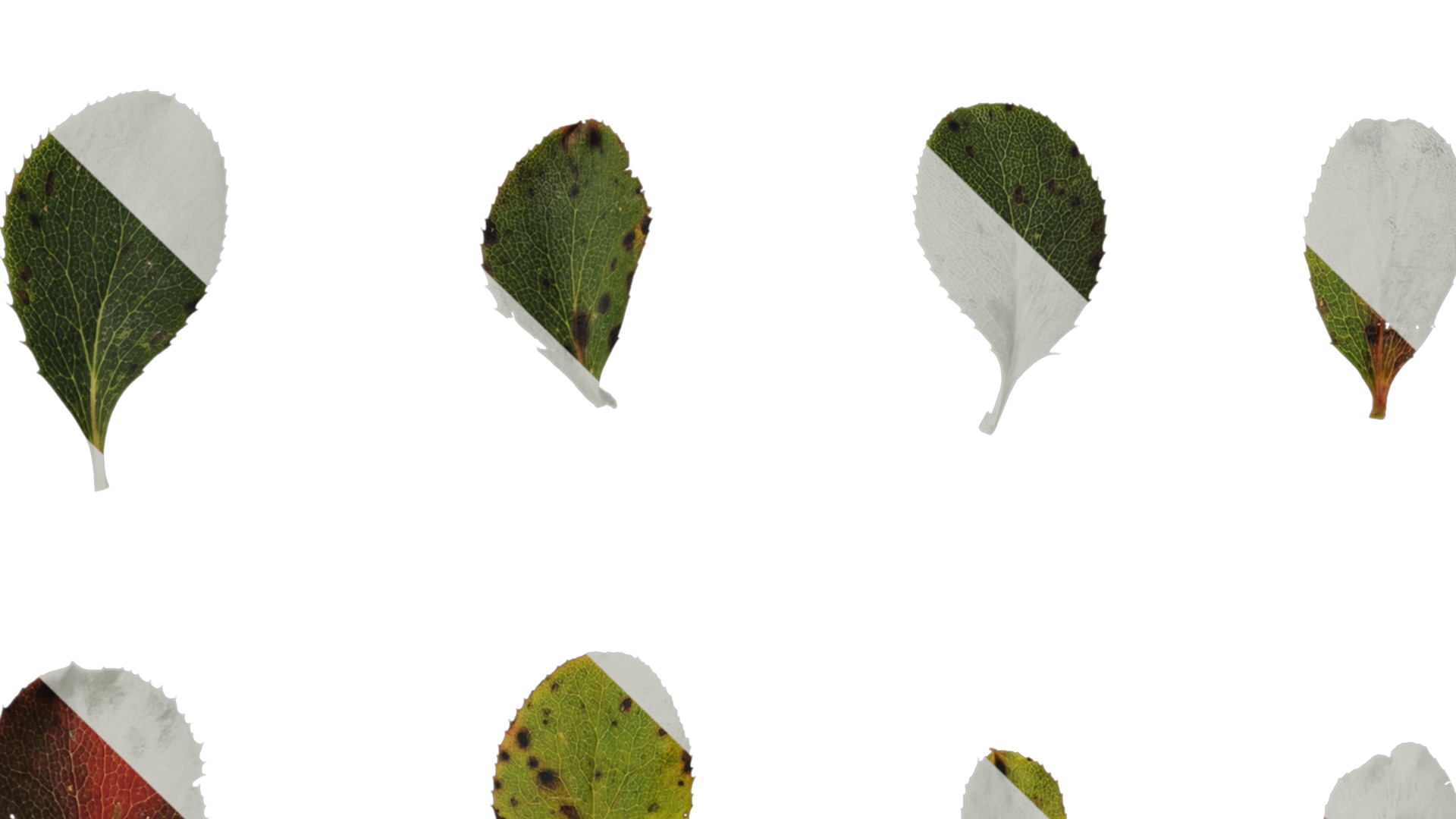 Anydrafts Berberis thunbergii Leaf 02 Texture_3