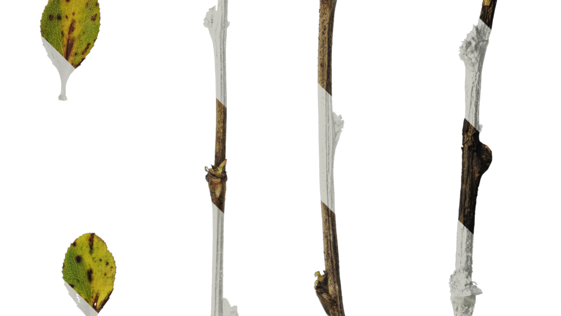 Anydrafts Berberis thunbergii Leaf 02 Texture_4