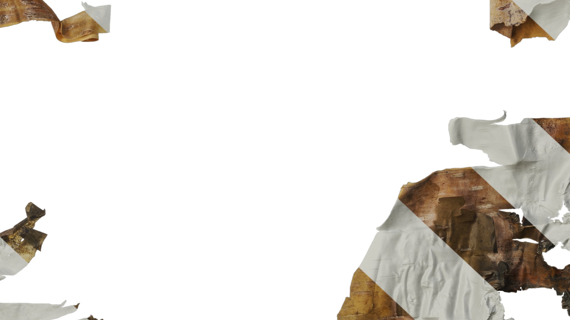 Anydrafts Betula ermanii Bark 03 Texture_7