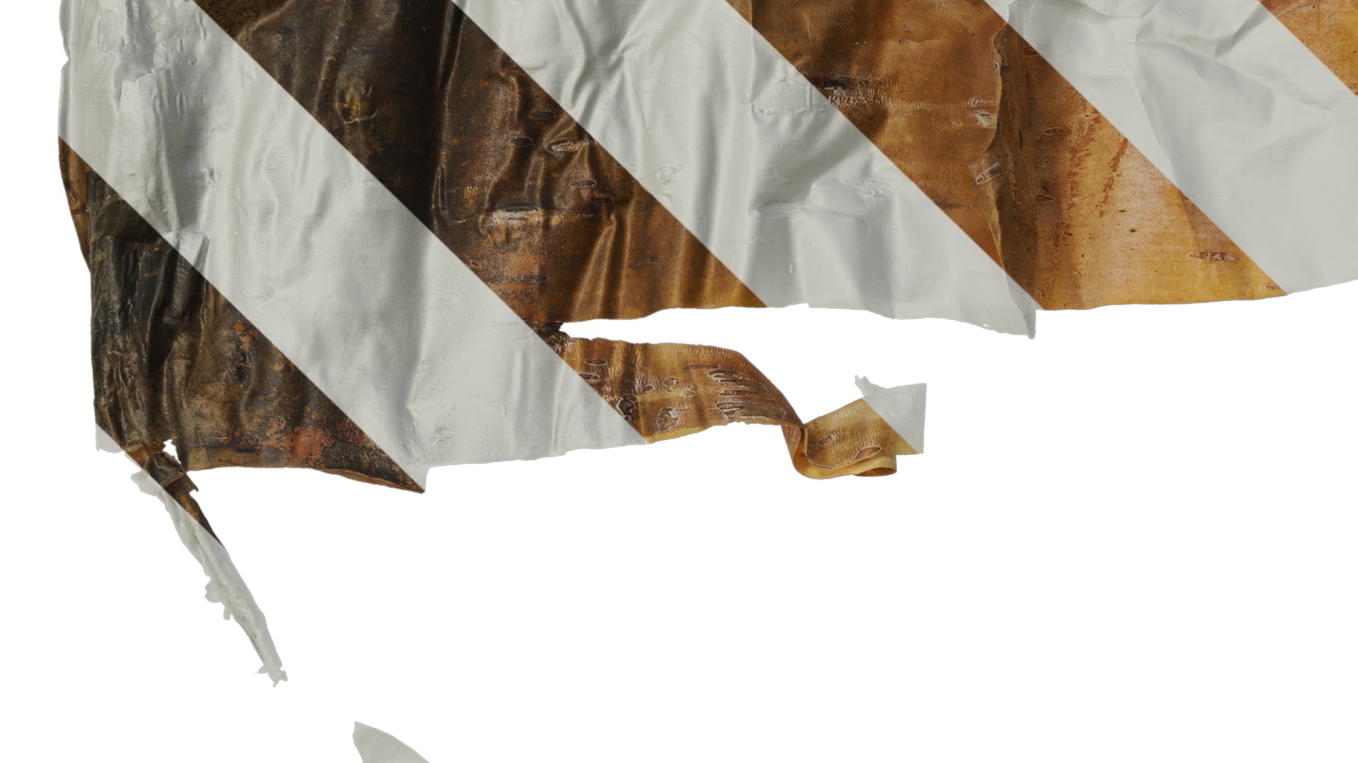 Anydrafts Betula ermanii Bark 03 Texture_3