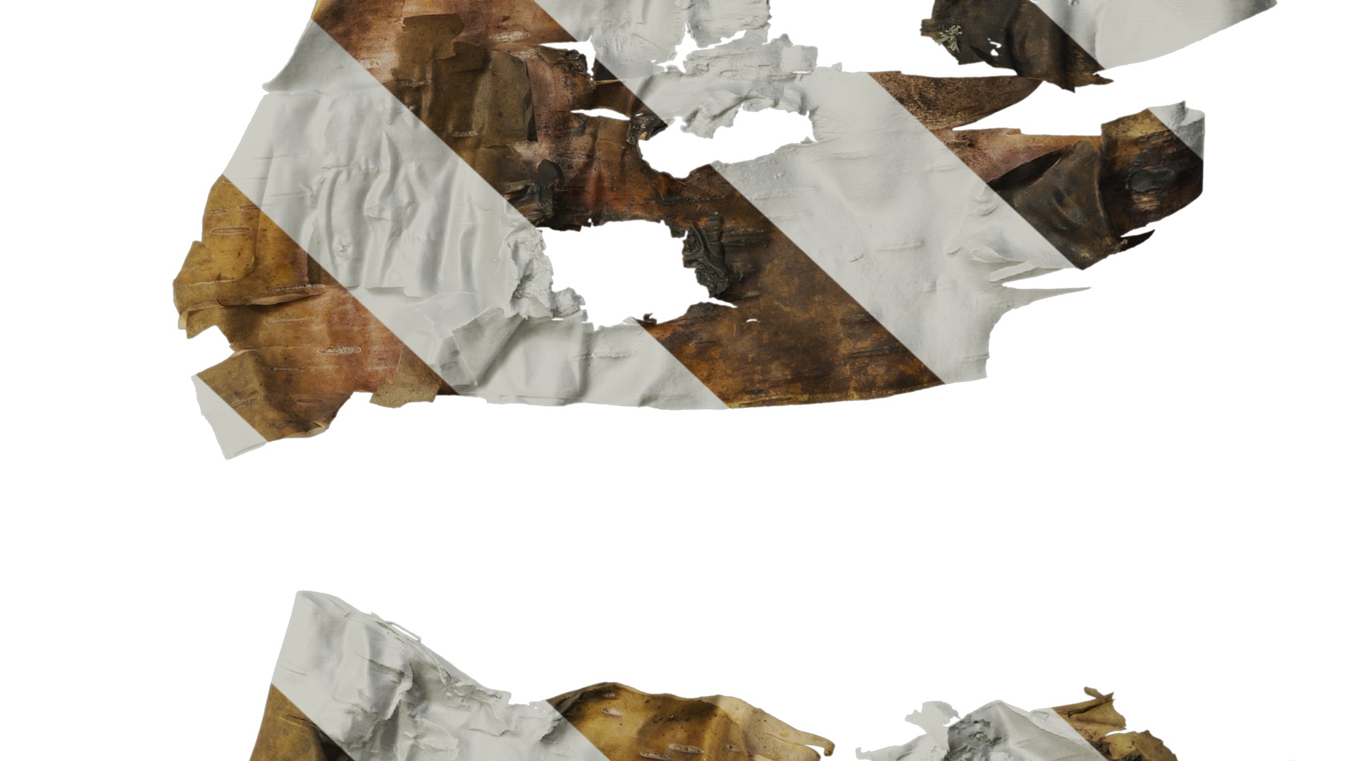 Anydrafts Betula ermanii Bark 03 Texture_6