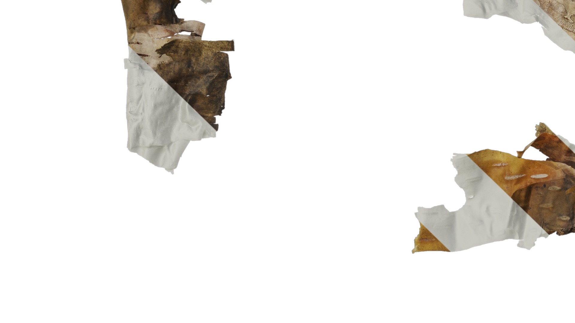 Anydrafts Betula ermanii Bark 04 Texture_3