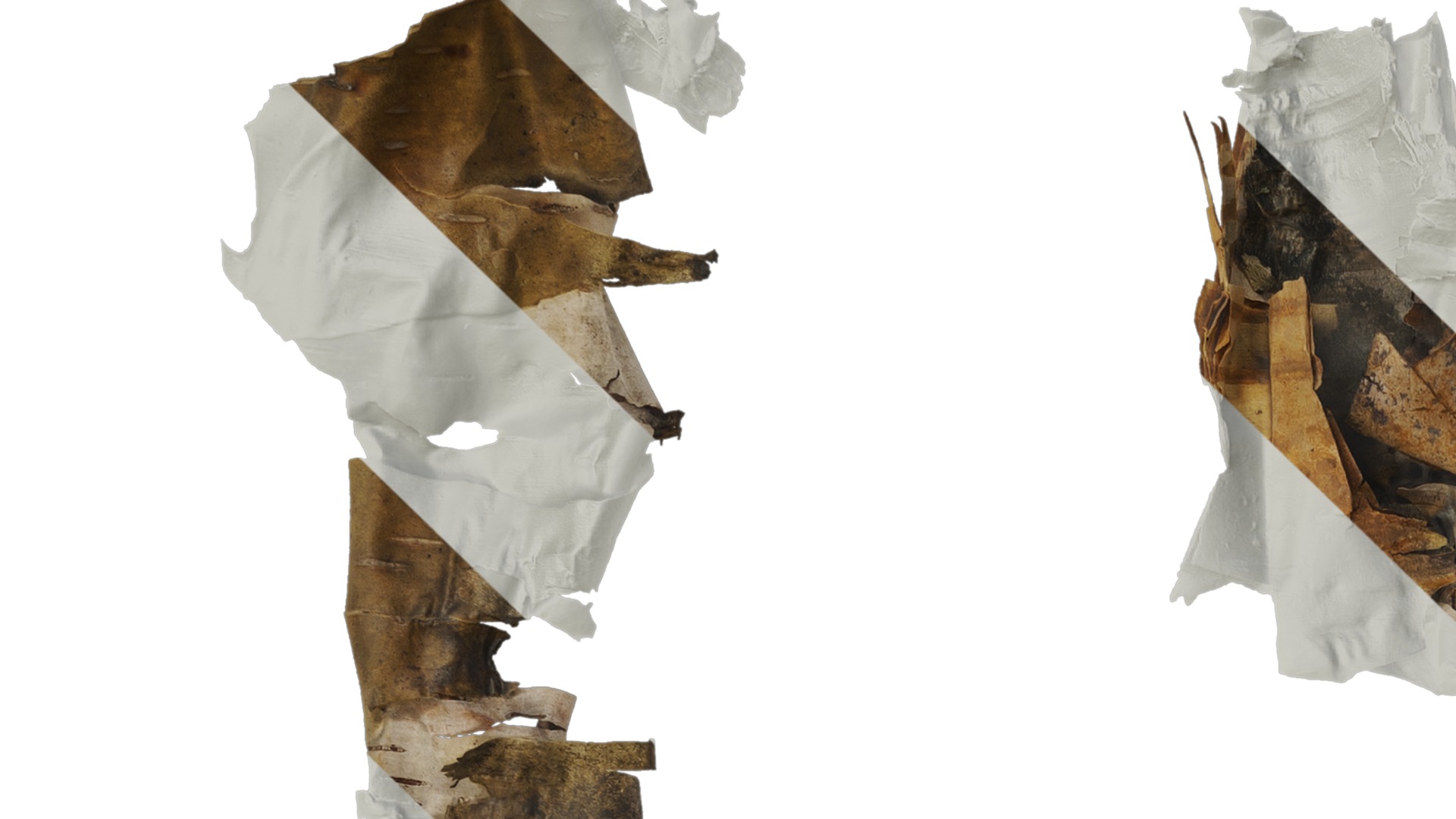 Anydrafts Betula ermanii Bark 04 Texture_1