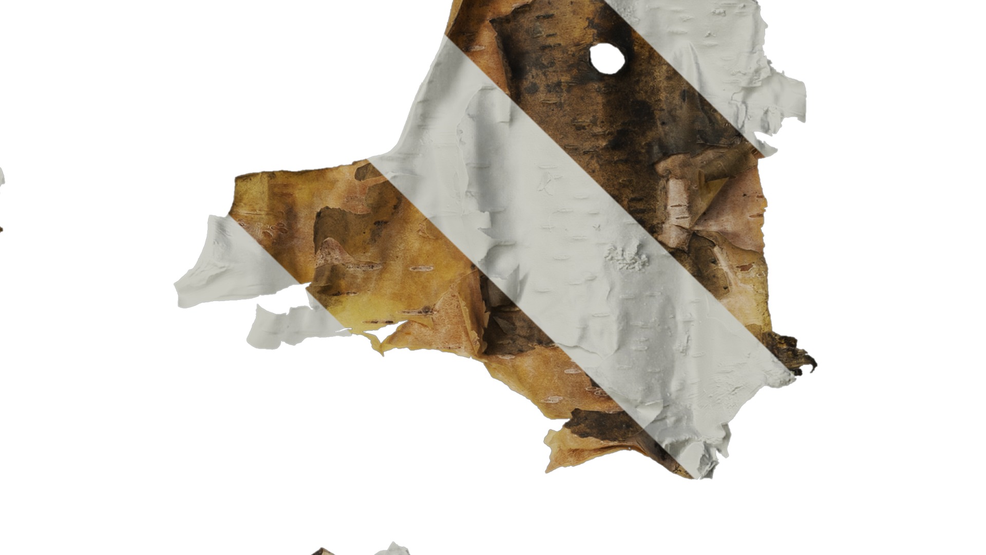 Anydrafts Betula ermanii Bark 04 Texture_4