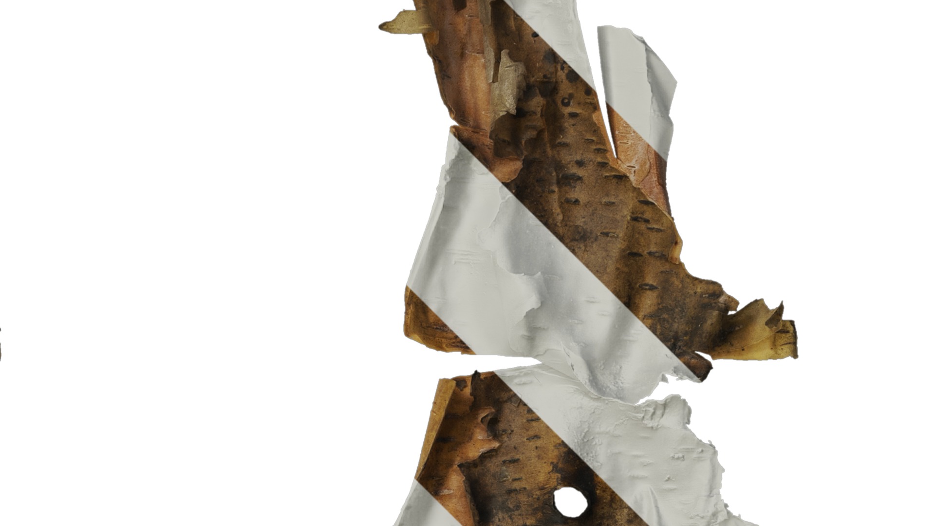 Anydrafts Betula ermanii Bark 04 Texture_2