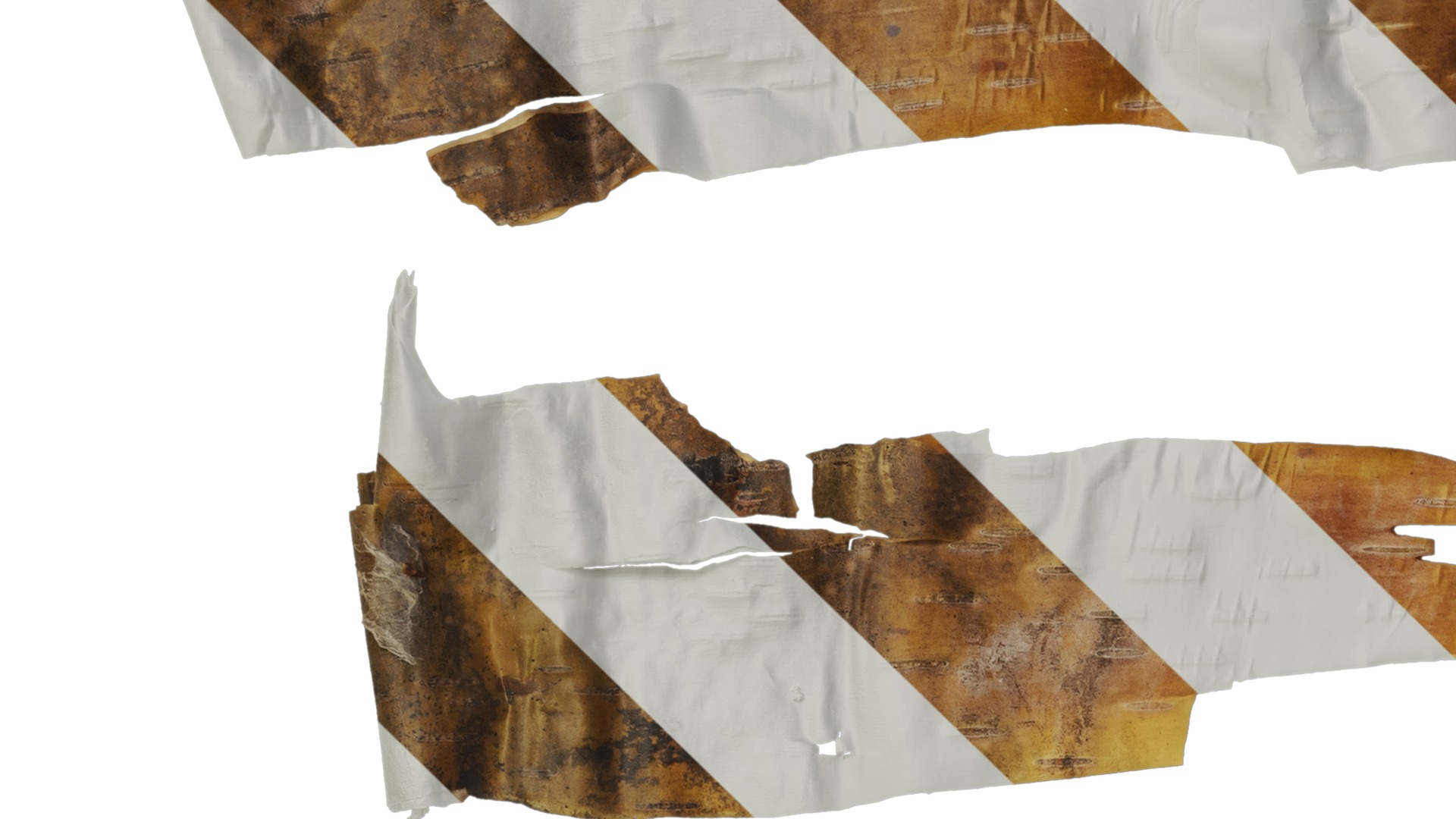 Anydrafts Betula ermanii Bark 05 Texture_3