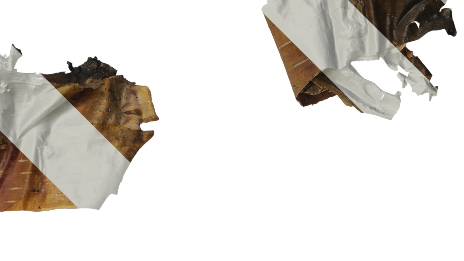 Anydrafts Betula ermanii Bark 05 Texture_2