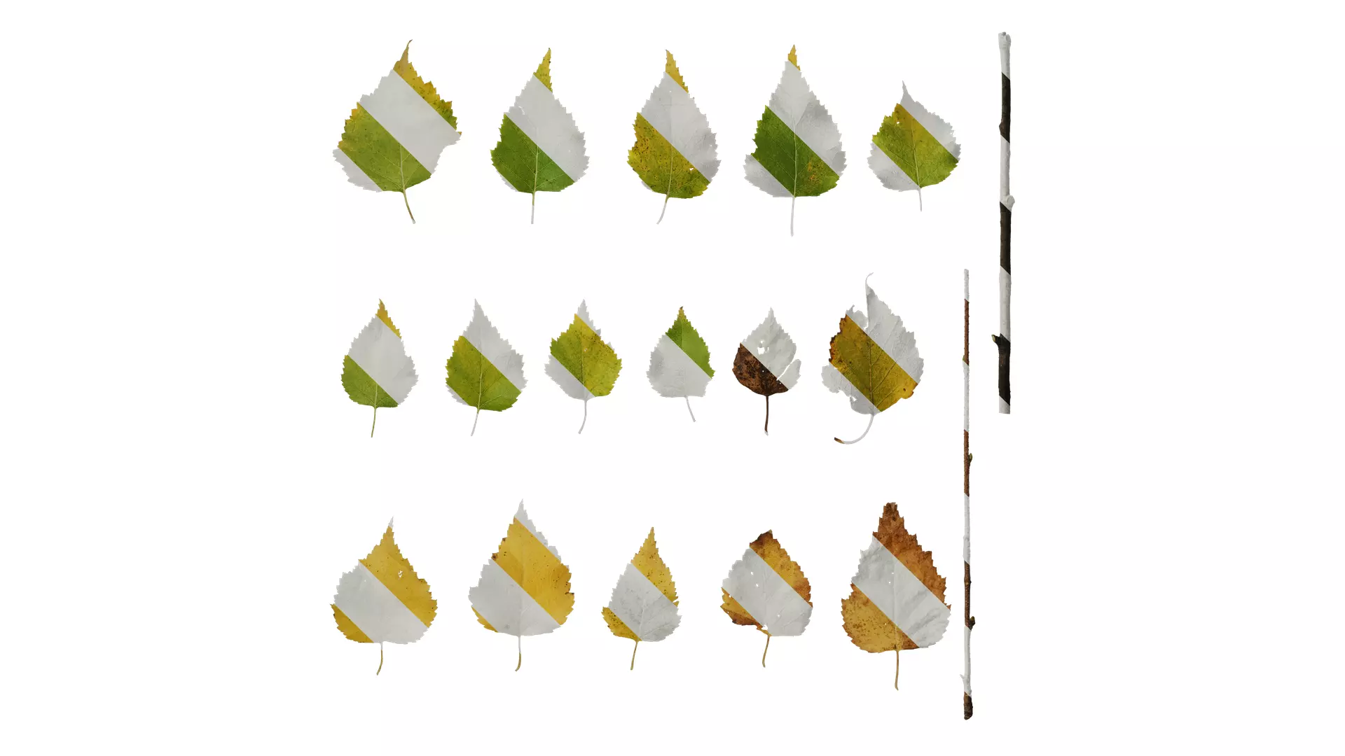 Anydrafts Betula ermanii Leaf 01 Texture