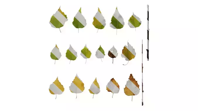 Anydrafts Betula ermanii Leaf 01