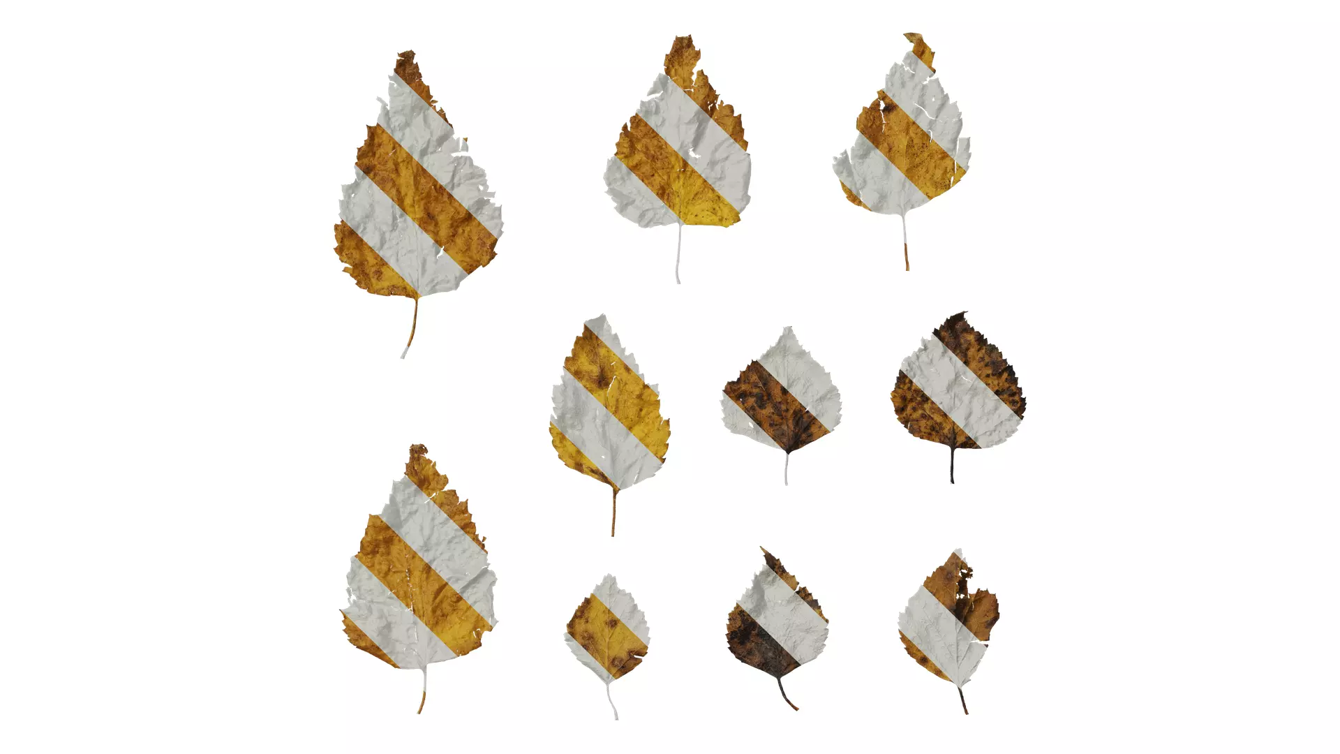Anydrafts Betula ermanii Leaf 02 Texture