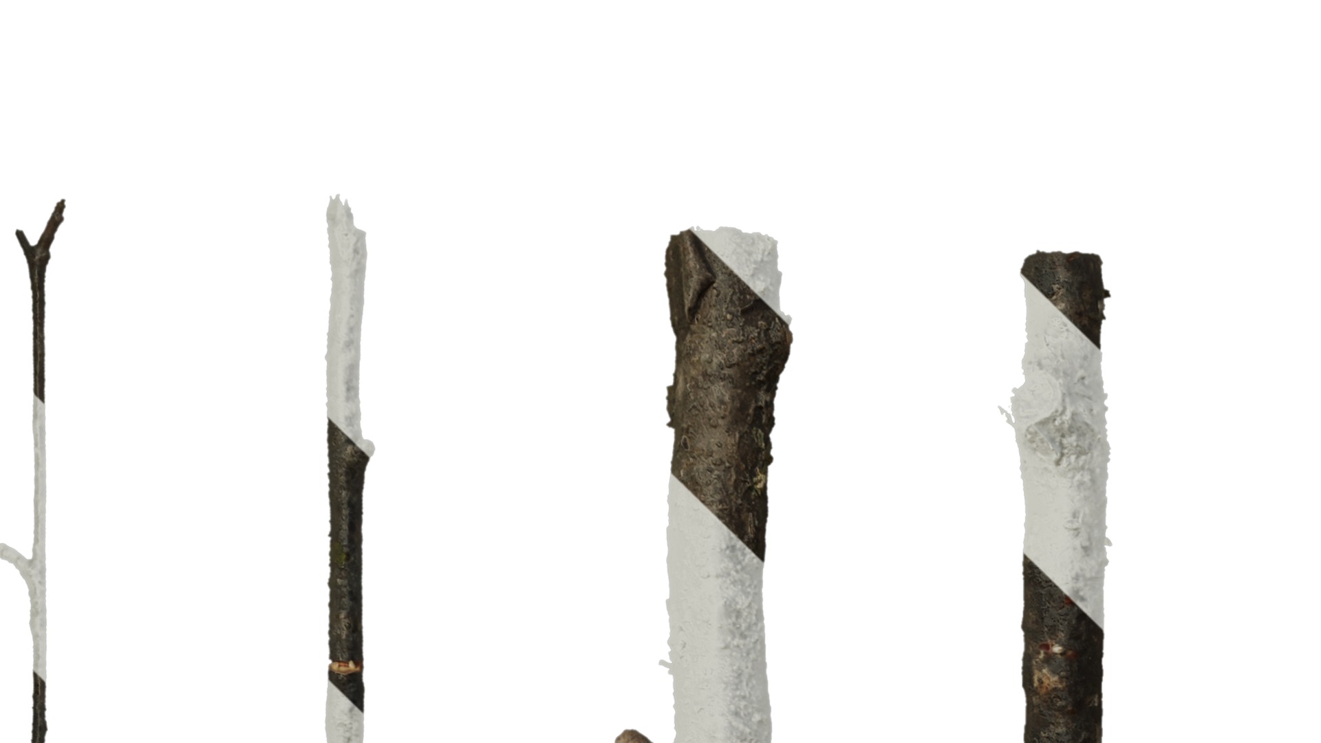 Anydrafts Betula ermanii Stem 01 Texture_1