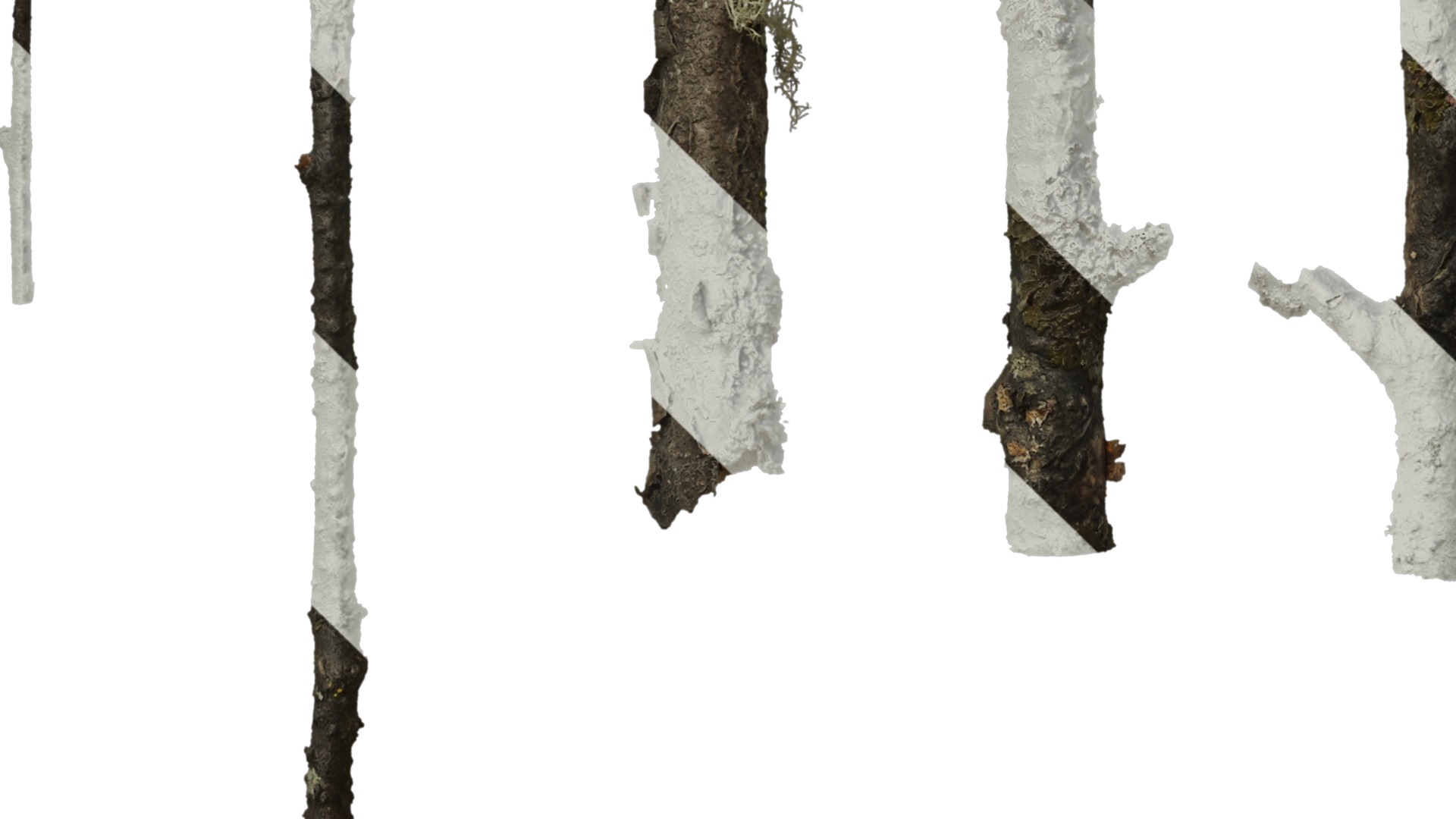 Anydrafts Betula ermanii Stem 01 Texture_5