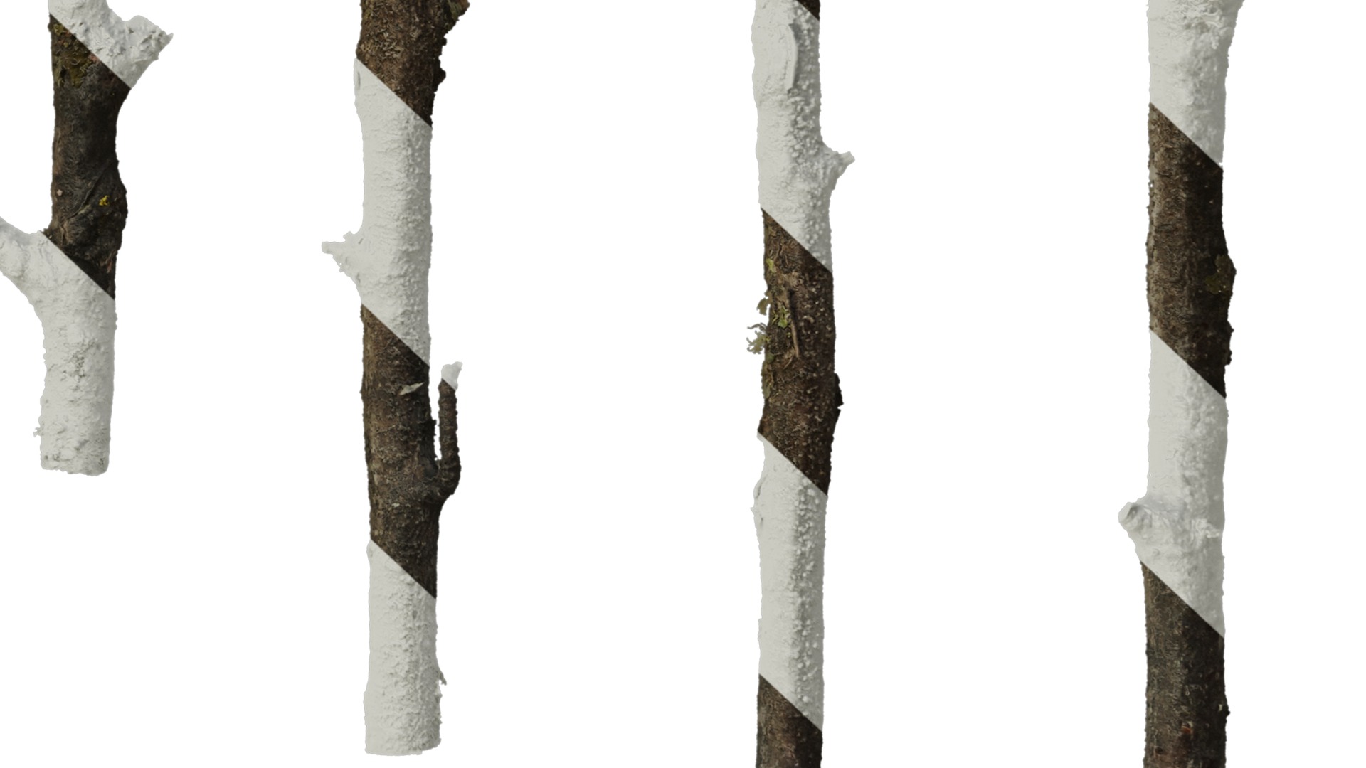Anydrafts Betula ermanii Stem 01 Texture_6