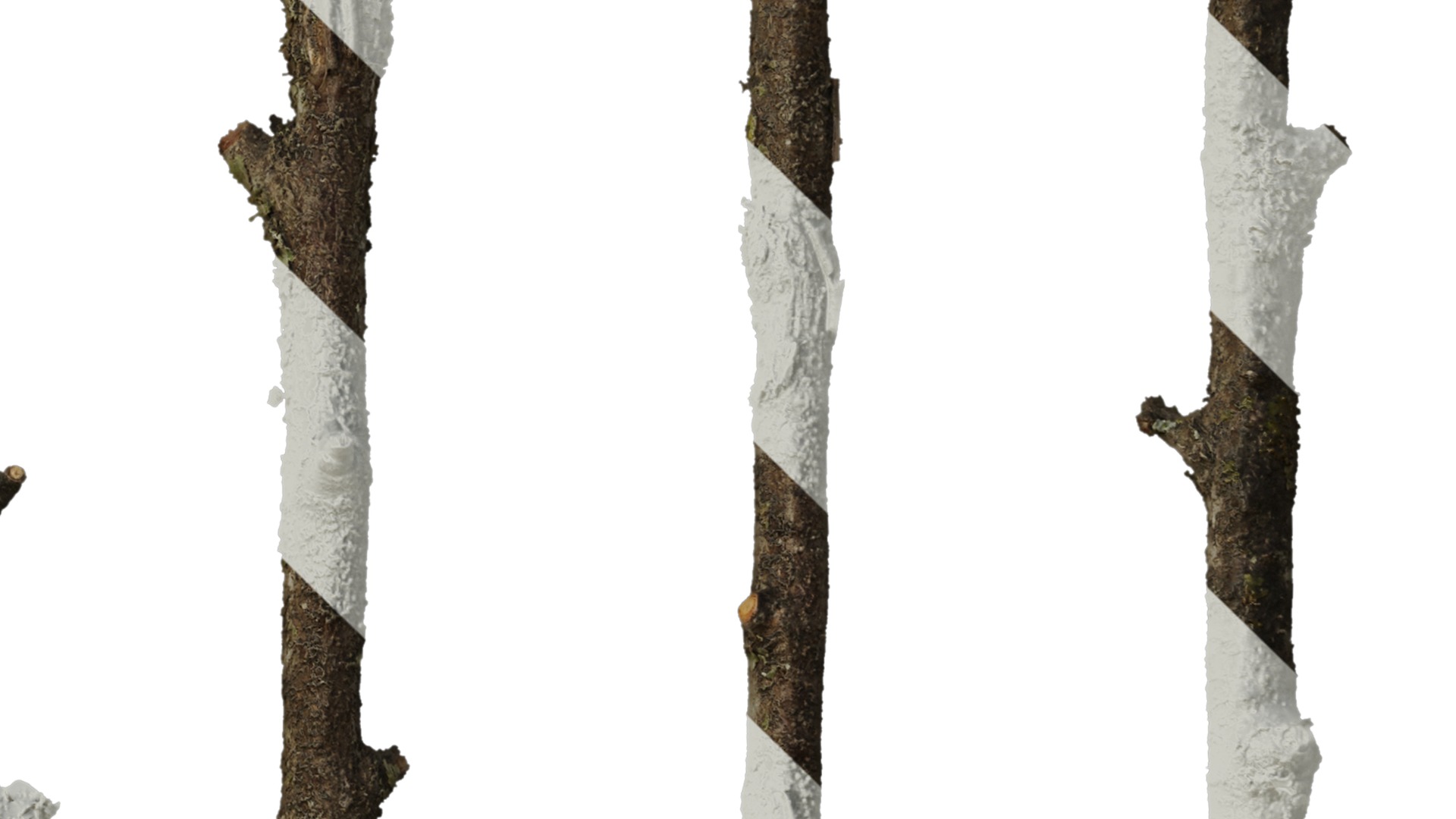 Anydrafts Betula ermanii Stem 01 Texture_4