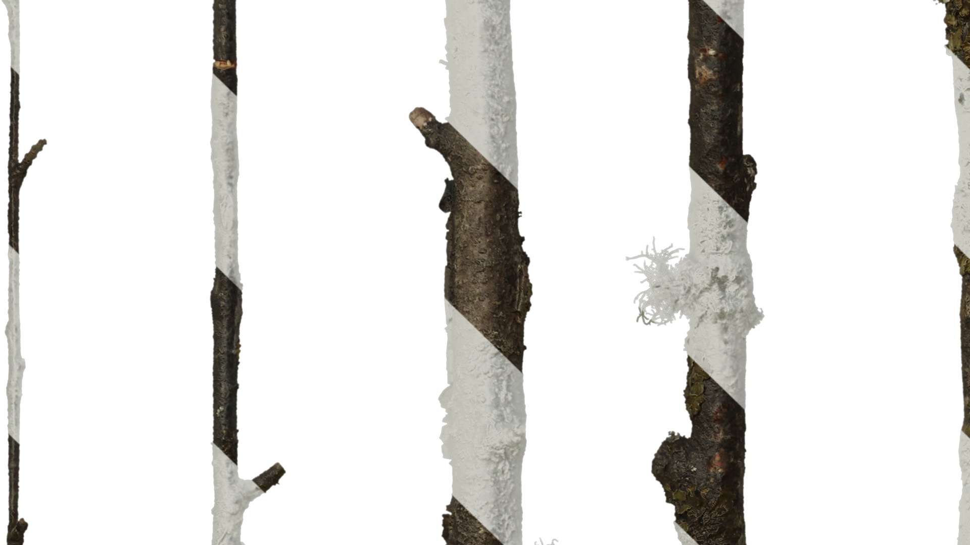 Anydrafts Betula ermanii Stem 01 Texture_3