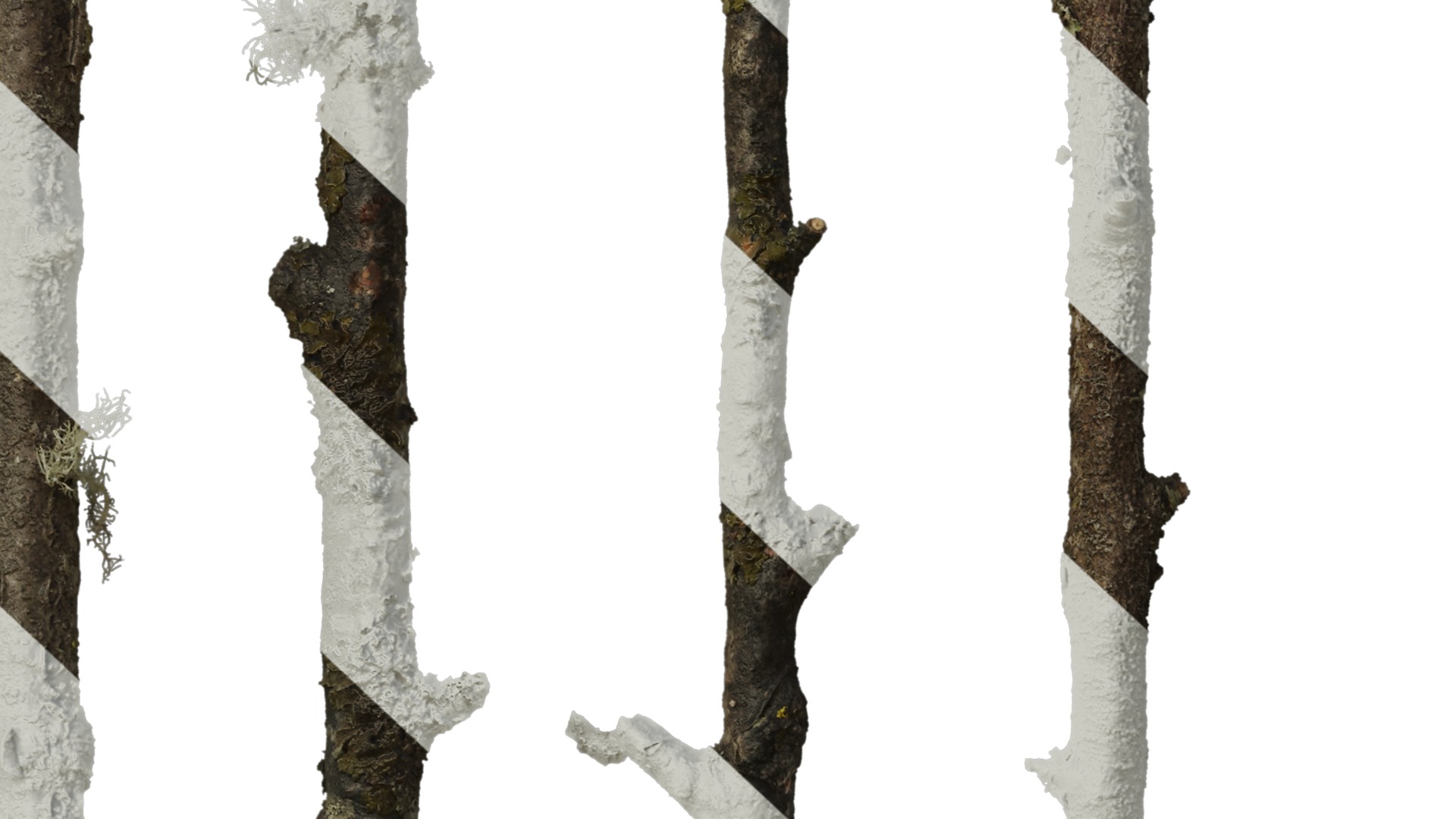 Anydrafts Betula ermanii Stem 01 Texture_7