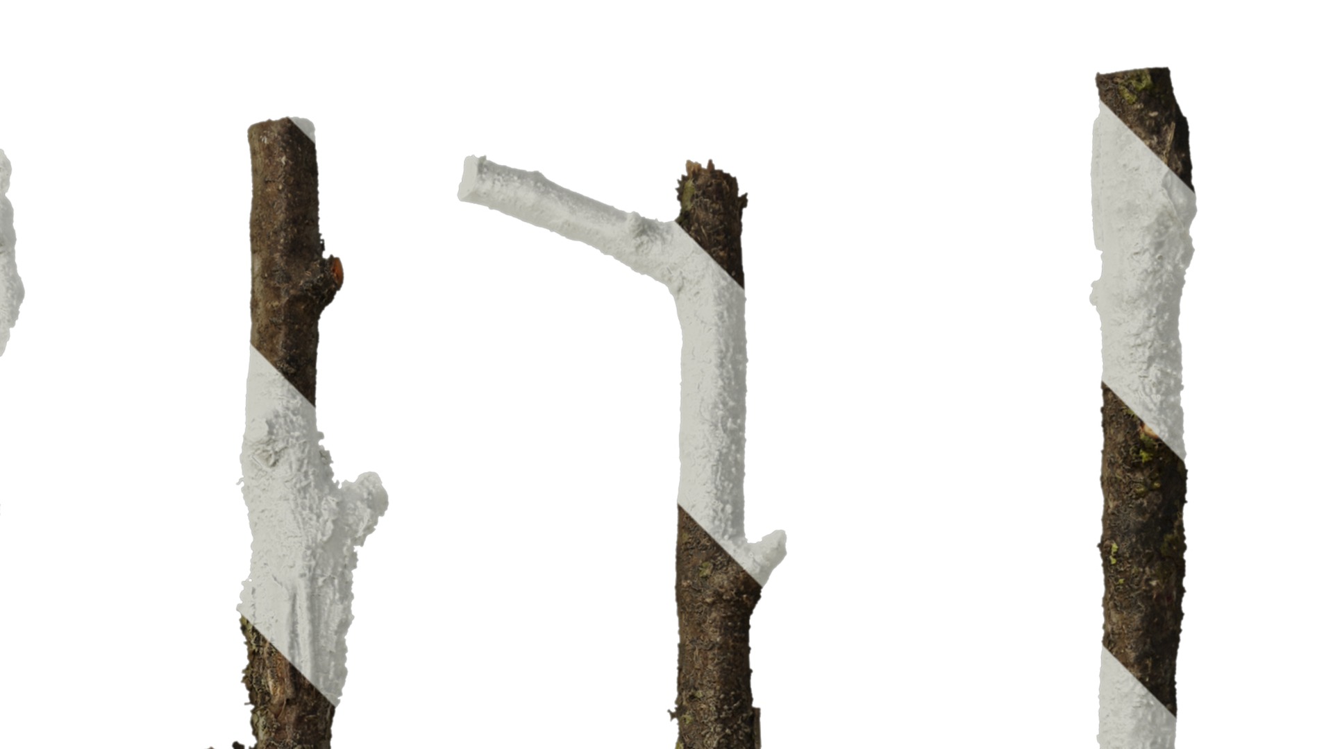 Anydrafts Betula ermanii Stem 01 Texture_2