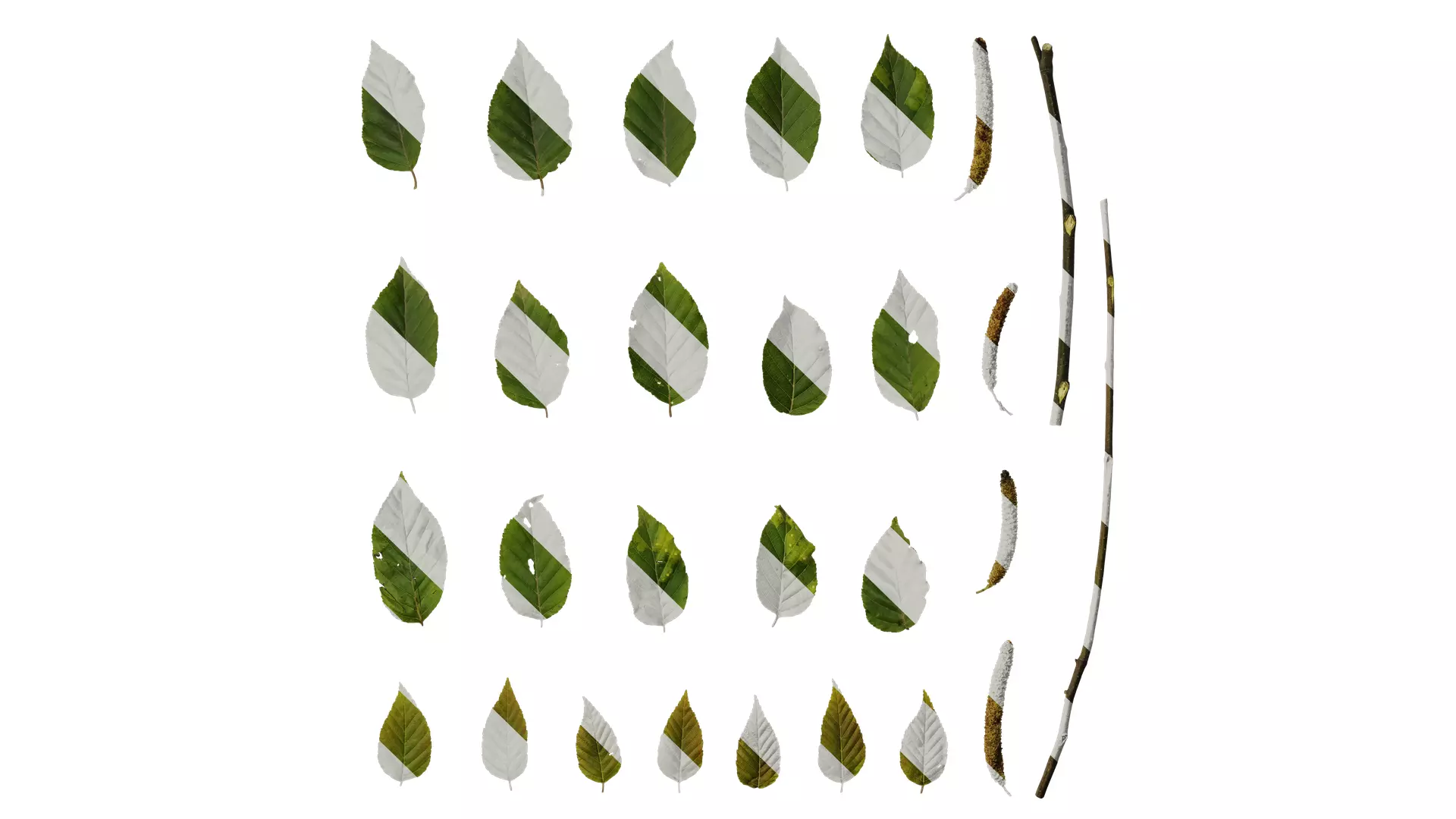 Anydrafts Betula luminifera Leaf 02 Texture