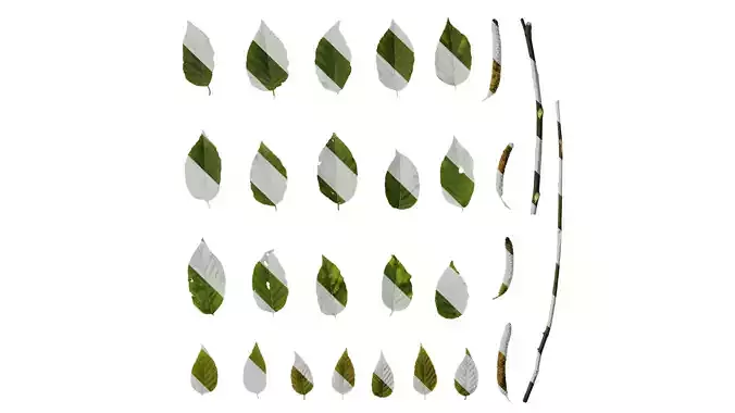 Anydrafts Betula luminifera Leaf 02