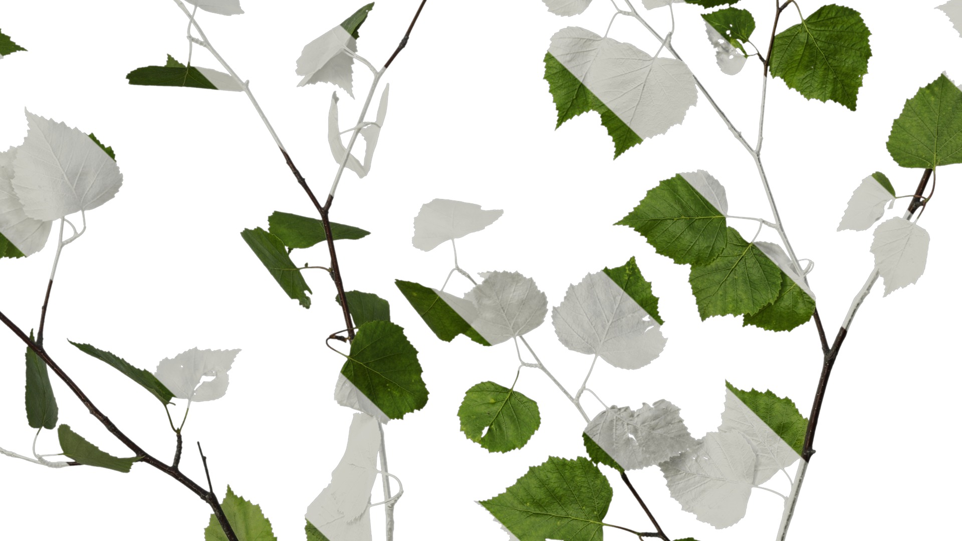 Anydrafts Betula pendula Atlas 01 Texture_7