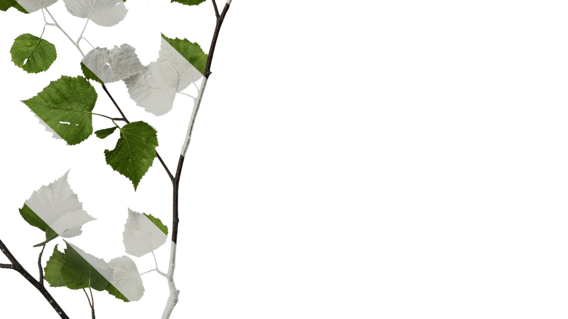 Anydrafts Betula pendula Atlas 01 Texture_6