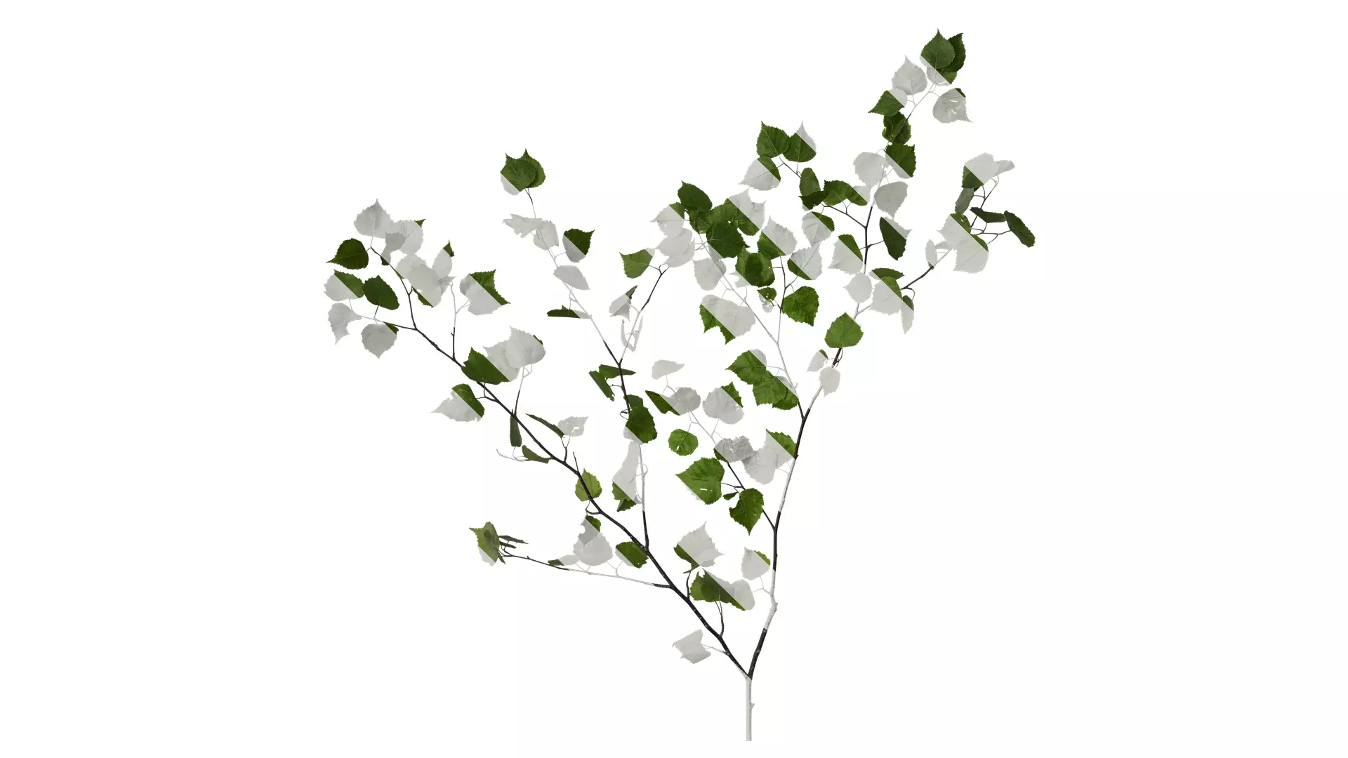 Anydrafts Betula pendula Atlas 01 Texture_0