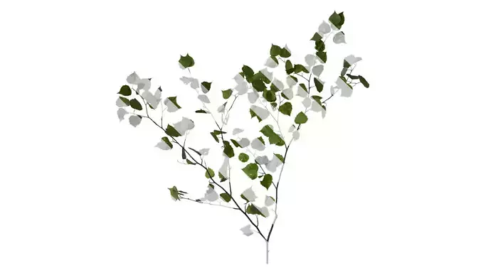 Anydrafts Betula pendula Atlas 01