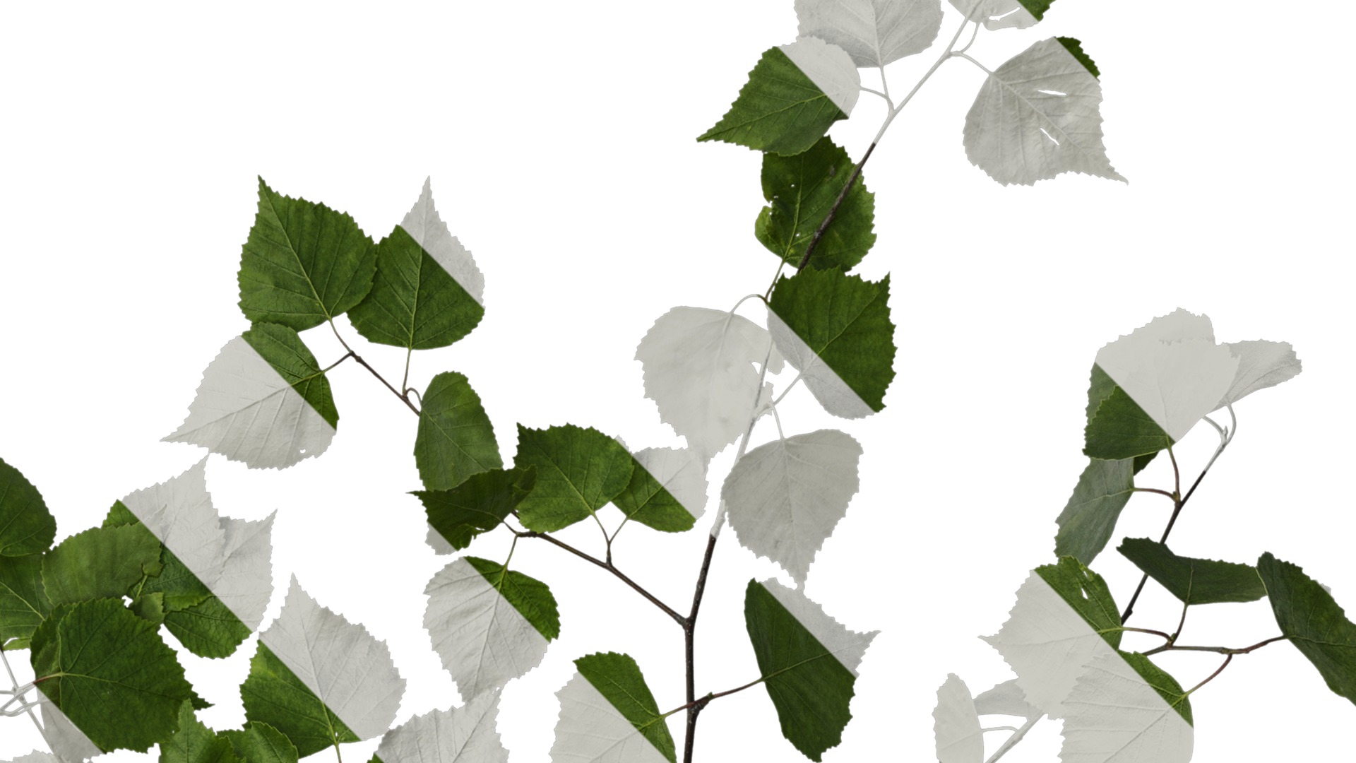 Anydrafts Betula pendula Atlas 01 Texture_2