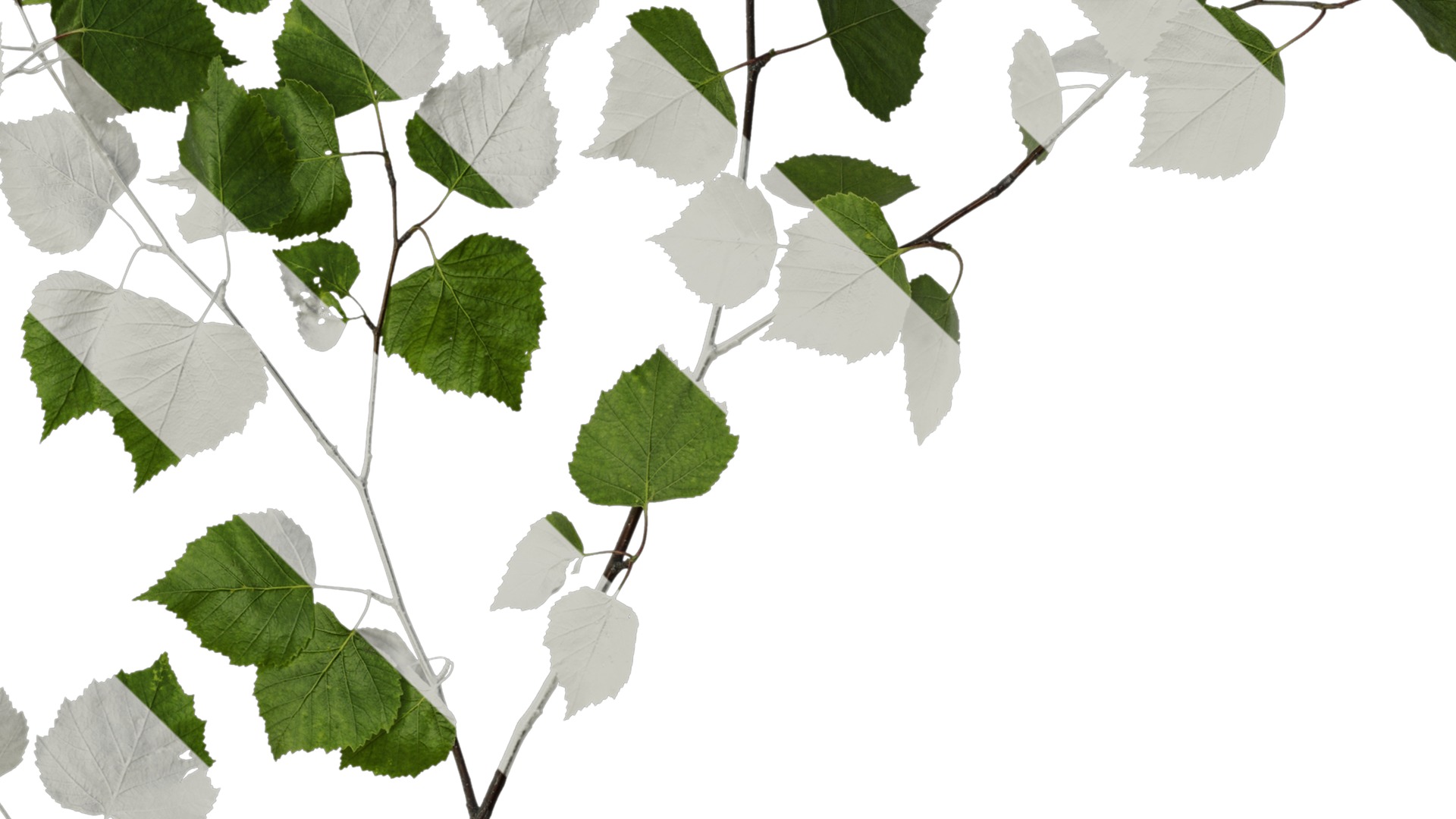 Anydrafts Betula pendula Atlas 01 Texture_4