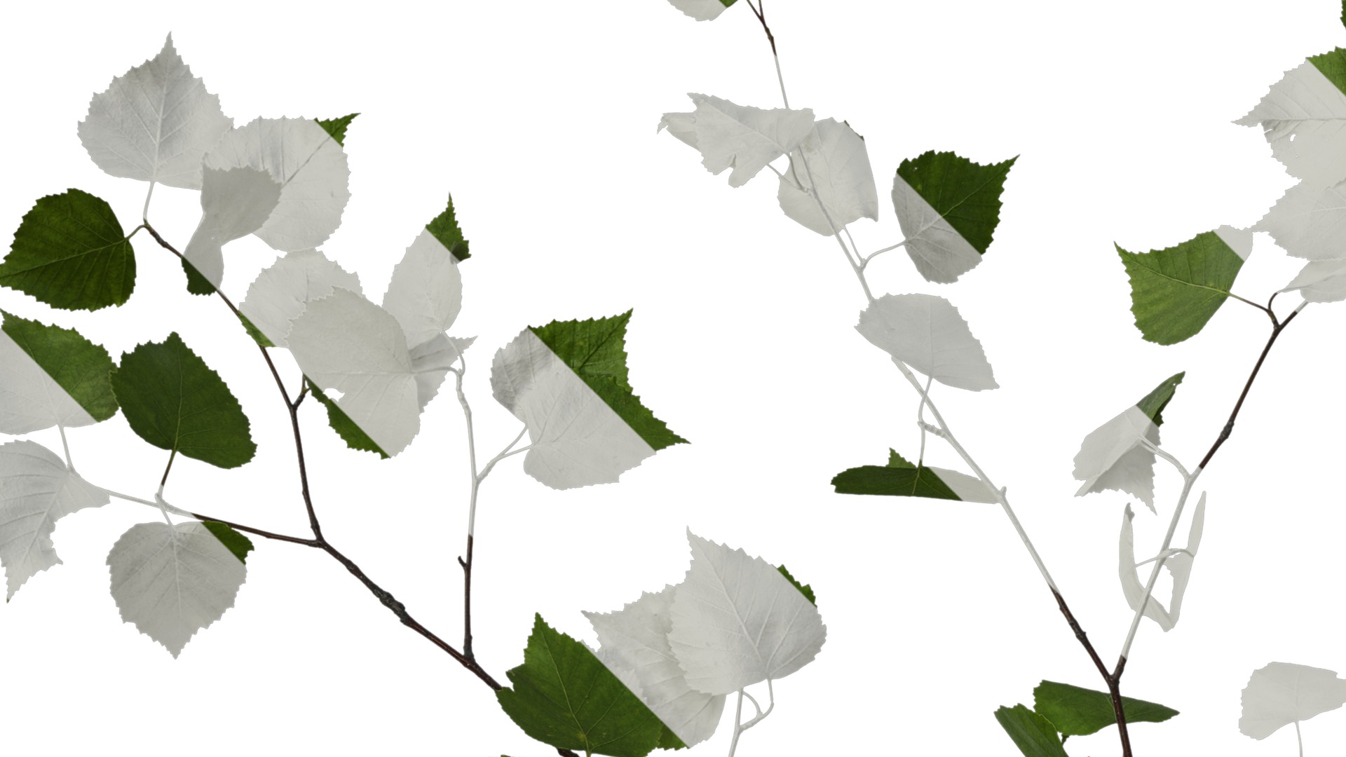 Anydrafts Betula pendula Atlas 01 Texture_3