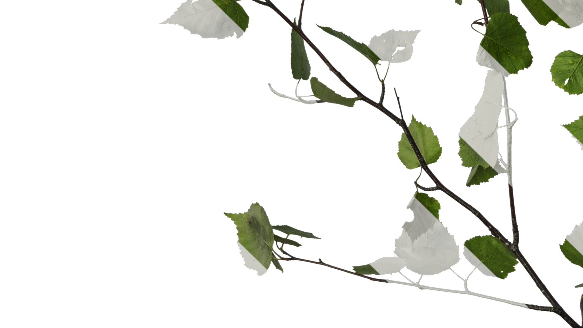 Anydrafts Betula pendula Atlas 01 Texture_5