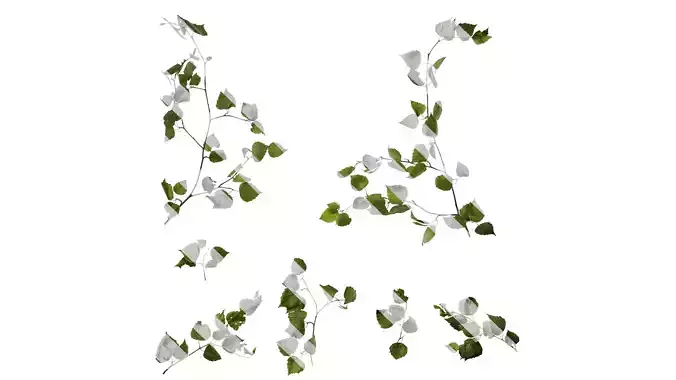 Anydrafts Betula pendula Atlas 05