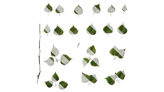 Anydrafts Betula pendula Atlas 06 Texture