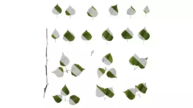 Anydrafts Betula pendula Atlas 06 Texture