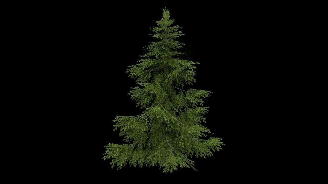 Sugar Pine Coniferous Tree Christmas Fir Eastern Hemlock Low-poly 3D model_9