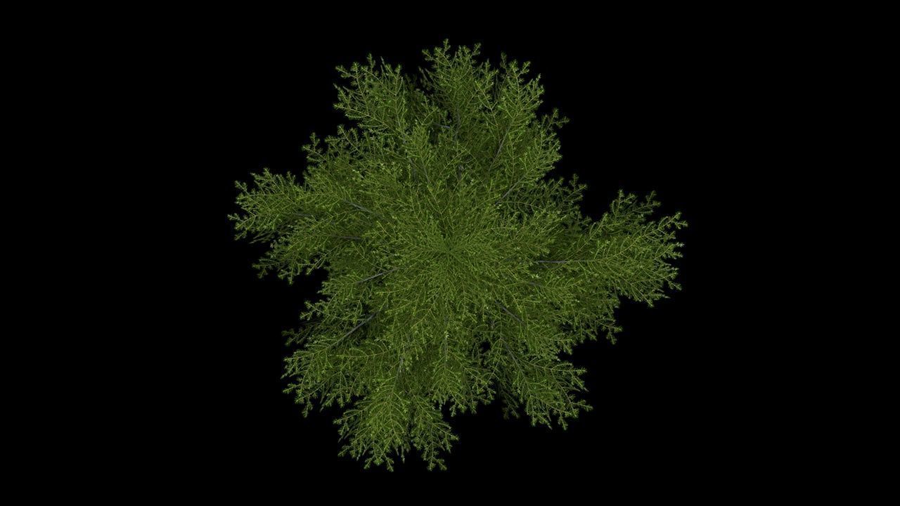 Sugar Pine Coniferous Tree Christmas Fir Eastern Hemlock Low-poly 3D model_11