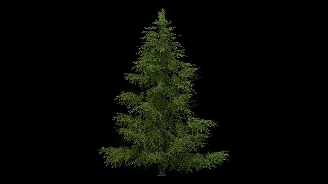 Sugar Pine Coniferous Tree Christmas Fir Eastern Hemlock Low-poly 3D model_10