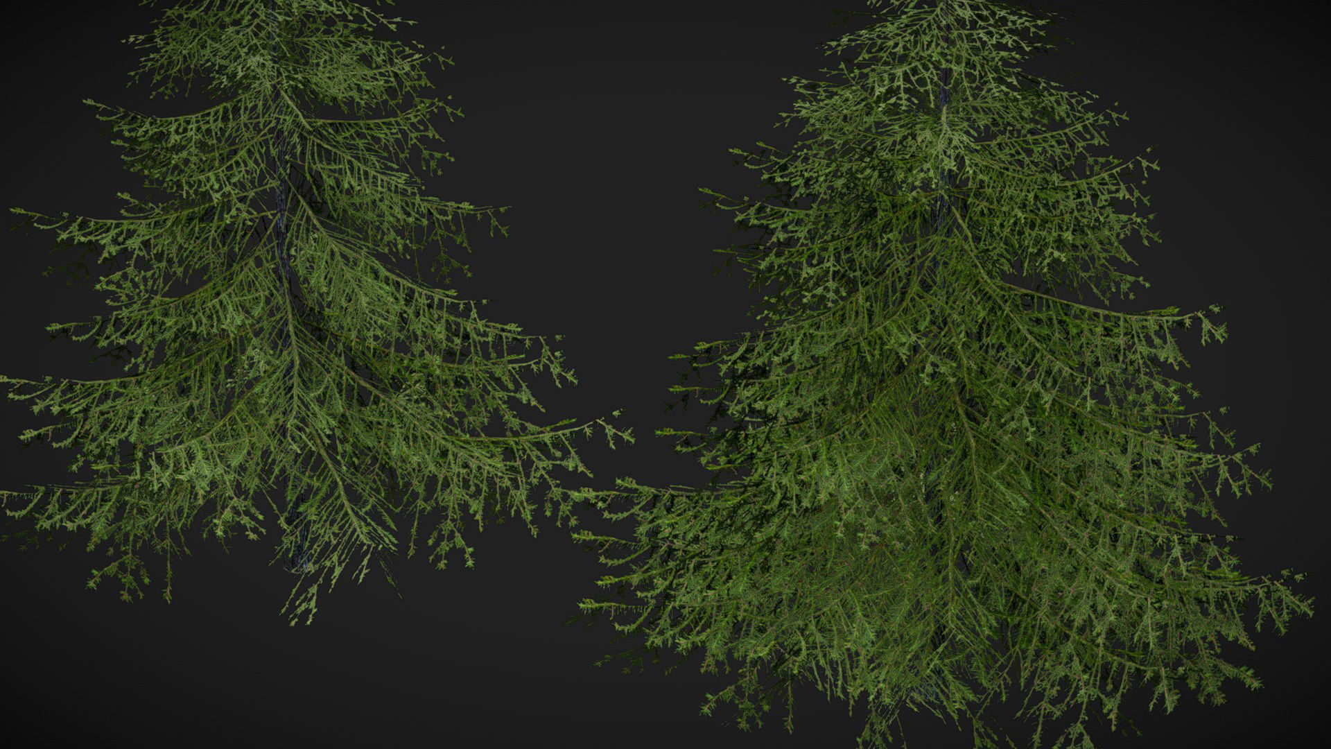 Sugar Pine Coniferous Tree Christmas Fir Eastern Hemlock Low-poly 3D model_5