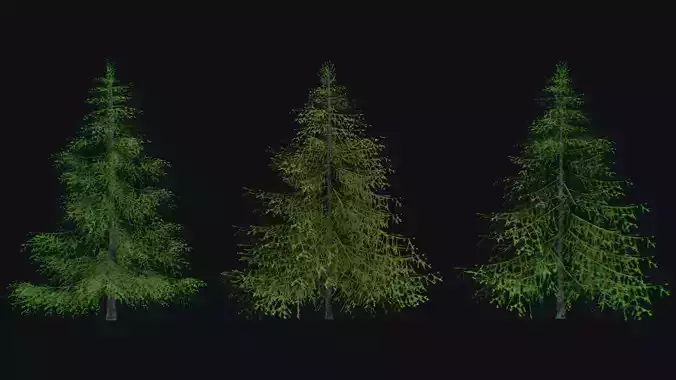 Sugar Pine Coniferous Tree Christmas Fir Eastern Hemlock